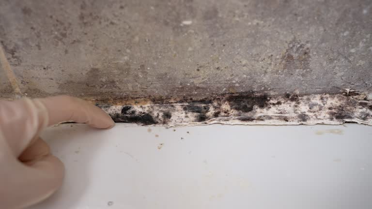 Best Commercial Mold Inspection  in USA